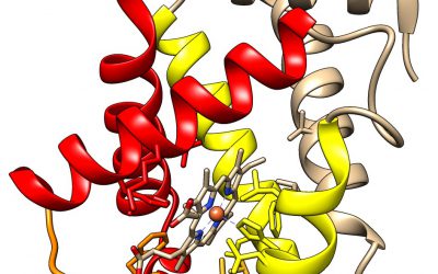 Tények és tévhitek a táplálkozásról XXIX. – A fehérje
